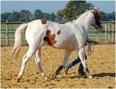 pouliniere-paint-horse