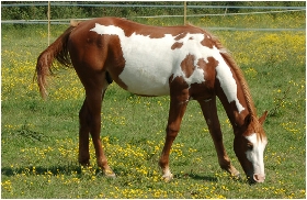 Sugar san Leopan, poulain paint horse sorrel overo