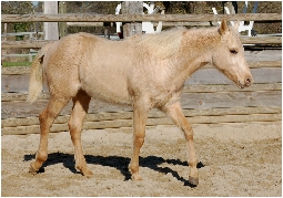 quarter horse palomino