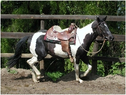 Mouse Nowatastar Tex paint horse