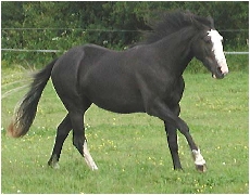jument Paint Horse Black 
