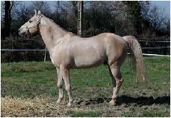 King Flit Leopan, Etalon Quarter Horse palomino champion de France de reining